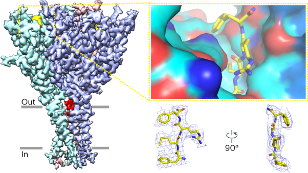 Structure and mechanism of a neuropeptide-activated channel in the ENaC/DEG superfamily