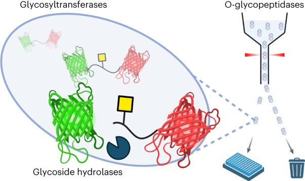 A high-throughput screening platform for enzymes active on mucin-type O-glycoproteins