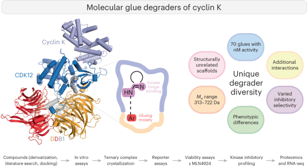 Design principles for cyclin K molecular glue degraders