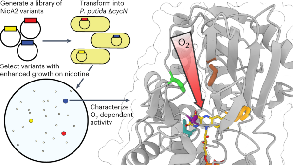 Directed evolution unlocks oxygen reactivity for a nicotine-degrading flavoenzyme