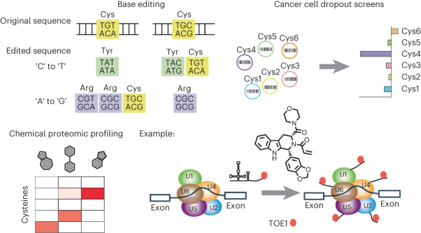 Assigning functionality to cysteines by base editing of cancer dependency genes