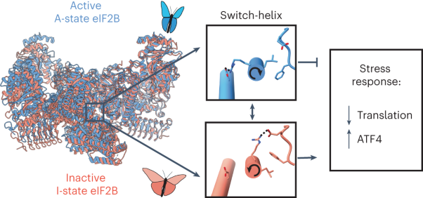 A helical fulcrum in eIF2B coordinates allosteric regulation of stress signaling