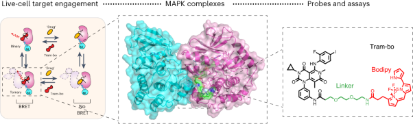 Live-cell target engagement of allosteric MEKi on MEK–RAF/KSR–14-3-3 complexes