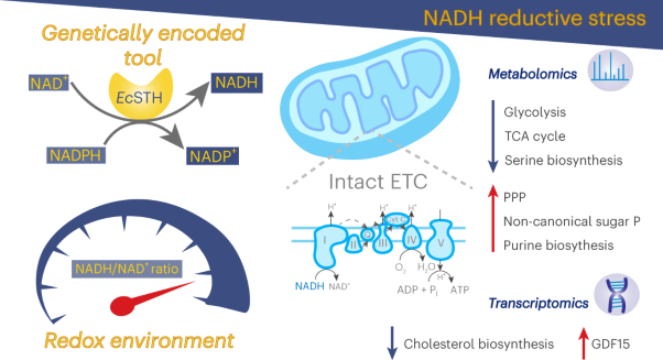 A genetically encoded tool to increase cellular NADH/NAD<sup>+</sup> ratio in living cells