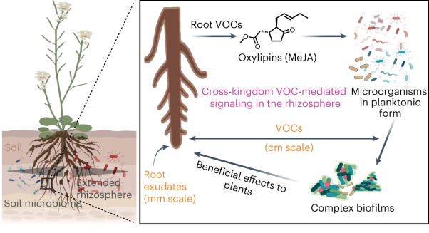 Volatile methyl jasmonate from roots triggers host-beneficial soil microbiome biofilms