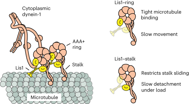 Lis1 slows force-induced detachment of cytoplasmic dynein from microtubules