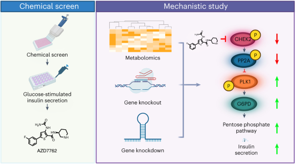 Checkpoint kinase 2 controls insulin secretion and glucose homeostasis