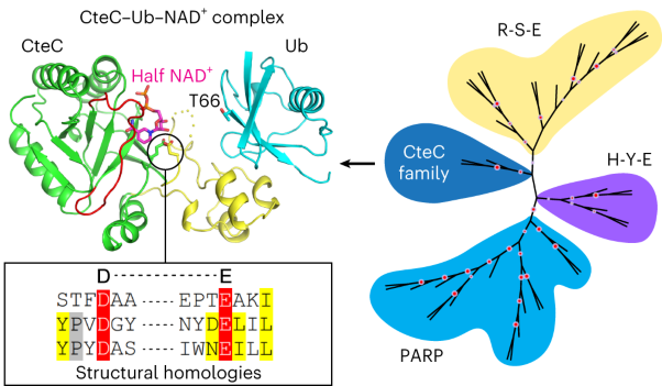 Molecular basis of threonine ADP-ribosylation of ubiquitin by bacterial ARTs