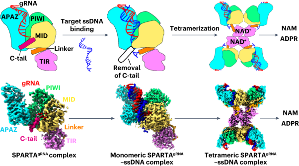 Target ssDNA activates the NADase activity of prokaryotic SPARTA immune system