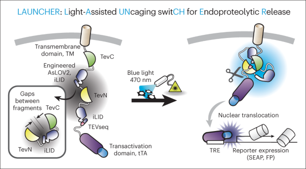 A single-component, light-assisted uncaging switch for endoproteolytic release