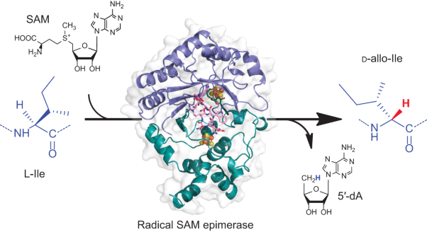 Structural and mechanistic basis for RiPP epimerization by a radical SAM enzyme