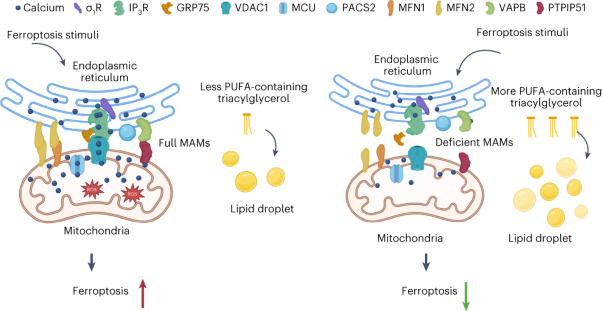 CGI1746 targets σ<sub>1</sub>R to modulate ferroptosis through mitochondria-associated membranes