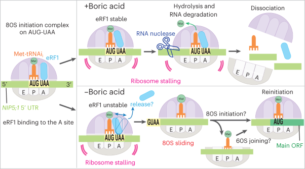 Boric acid intercepts 80S ribosome migration from AUG-stop by stabilizing eRF1