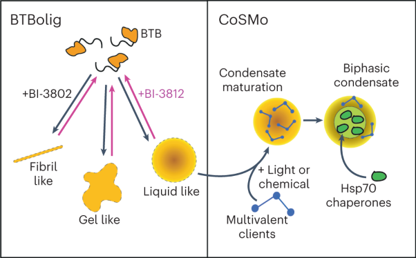 A platform to induce and mature biomolecular condensates using chemicals and light