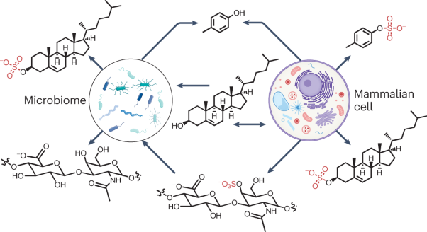 Host–microbiome orchestration of the sulfated metabolome