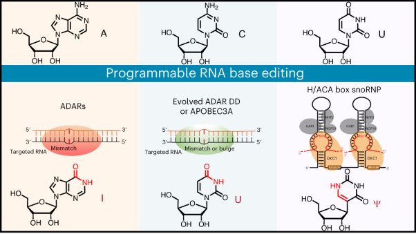 Programmable RNA base editing via targeted modifications