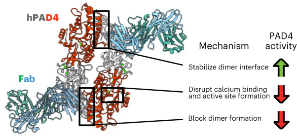 Antibody discovery identifies regulatory mechanisms of protein arginine deiminase 4