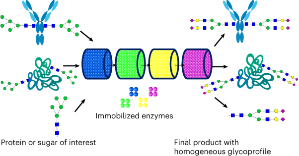 Immobilized enzyme cascade for targeted glycosylation