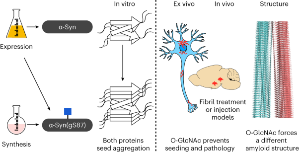 O-GlcNAc forces an α-synuclein amyloid strain with notably diminished seeding and pathology