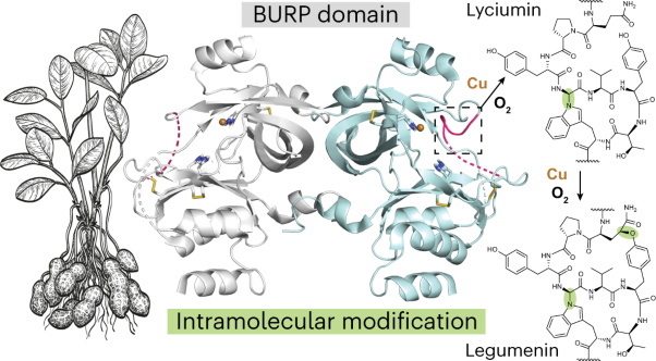 An intramolecular macrocyclase in plant ribosomal peptide biosynthesis