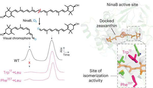 Carotenoid cleavage enzymes evolved convergently to generate the visual chromophore