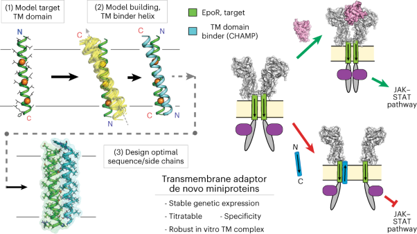 De novo-designed transmembrane proteins bind and regulate a cytokine receptor
