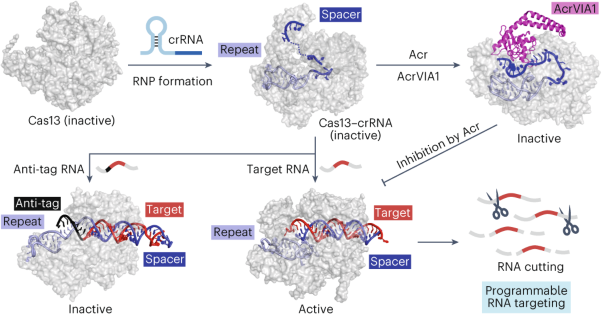 Structures, mechanisms and applications of RNA-centric CRISPR–Cas13