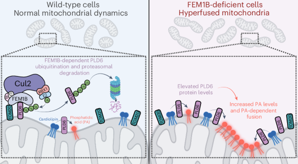 TOM20-driven E3 ligase recruitment regulates mitochondrial dynamics through PLD6