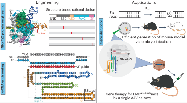 Engineering eukaryotic transposon-encoded Fanzor2 system for genome editing in mammals