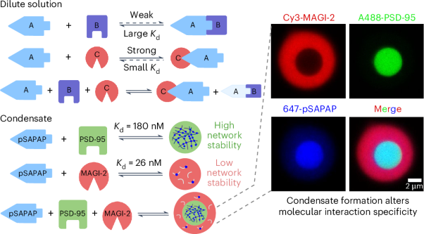 Phase separation instead of binding strength determines target specificities of MAGUKs