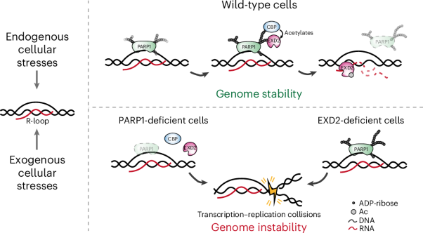The PARP1–EXD2 axis orchestrates R-loop resolution to safeguard genome stability