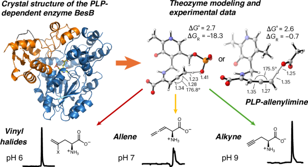 Terminal alkyne formation by a pyridoxal phosphate-dependent enzyme