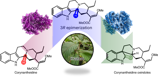 Enzymatic epimerization of monoterpene indole alkaloids in kratom