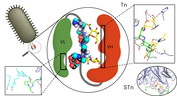 Structure-guided phage display discovery of antibodies for (S)Tn-glycans in protein context
