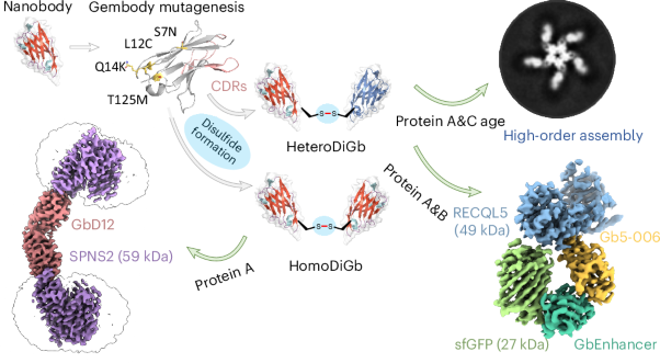 Covalently constrained ‘Di-Gembodies’ enable parallel structure solutions by cryo-EM
