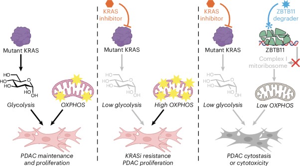 ZBTB11 depletion targets metabolic vulnerabilities in KRAS inhibitor-resistant PDAC