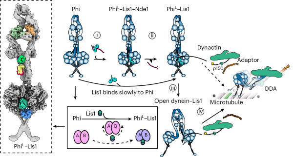 Nde1 promotes Lis1 binding to full-length autoinhibited human dynein 1