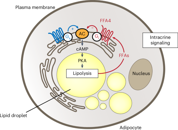 Intracrine FFA4 signaling controls lipolysis at lipid droplets