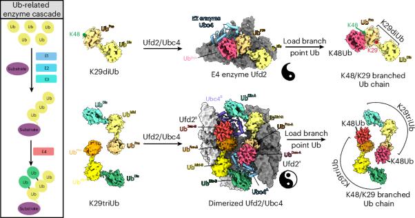 Structural basis for E4 enzyme Ufd2-catalyzed K48/K29 branched ubiquitin chains