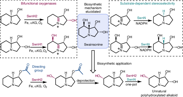 Biosynthesis of the α-<span class="small-caps u-small-caps">d</span>-mannosidase inhibitor (−)-Swainsonine