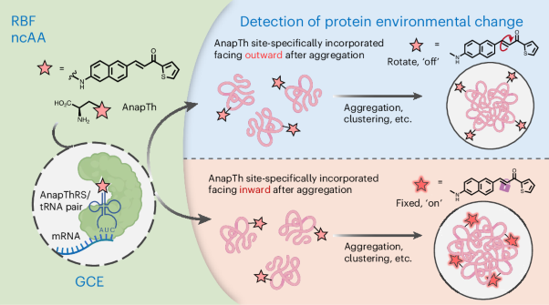 Real-time imaging of protein microenvironment changes in cells with rotor-based fluorescent amino acids