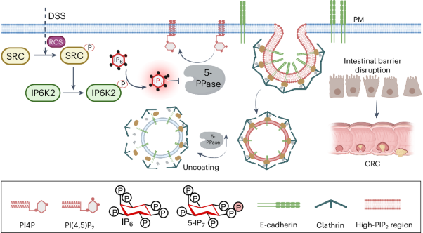 Oncometabolite 5-IP<sub>7</sub> inhibits inositol 5-phosphatase to license E-cadherin endocytosis