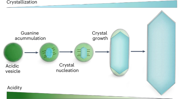 pH variations enable guanine crystal formation within iridosomes