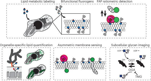 Leaflet-specific phospholipid imaging using genetically encoded proximity sensors