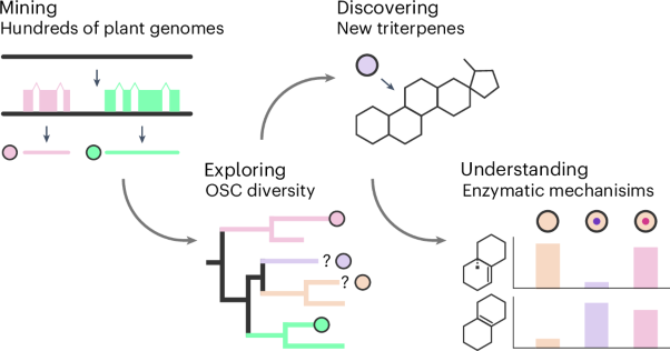 Large-scale mining of plant genomes unlocks the diversity of oxidosqualene cyclases