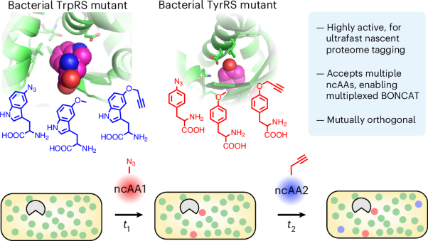 Cell-selective multiplexed bioorthogonal noncanonical amino acid tagging for nascent proteomics