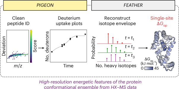 Site-resolved energetic information from HX–MS experiments