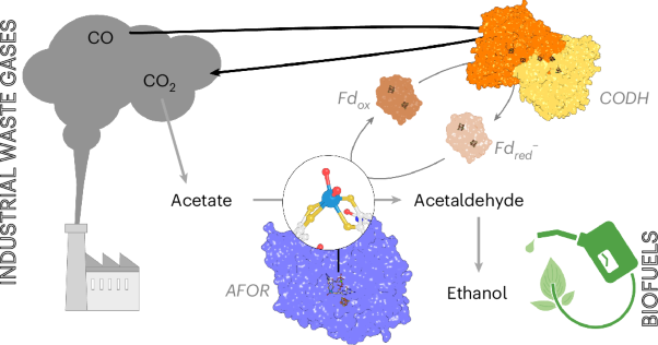 Carbon-monoxide-driven bioethanol production operates through a tungsten-dependent catalyst