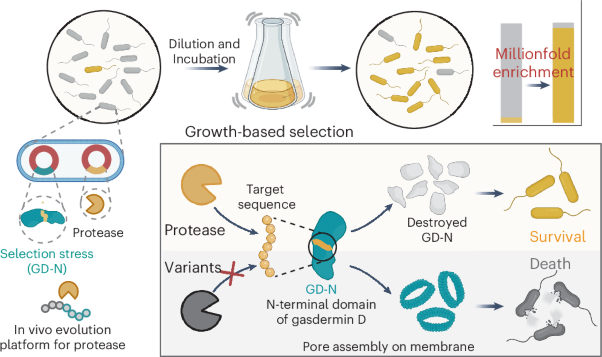 A gasdermin-based life–death evolution system for reprogramming protease specificity