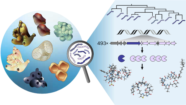 Chemical richness and diversity of uncultivated ‘Entotheonella’ symbionts in marine sponges